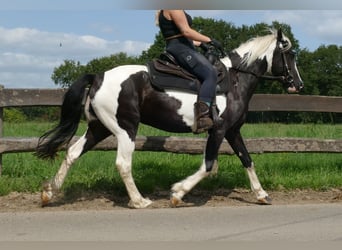 Pinto Horse, Giumenta, 4 Anni, 144 cm, Pezzato