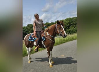 Pinto Horse, Giumenta, 4 Anni, 145 cm