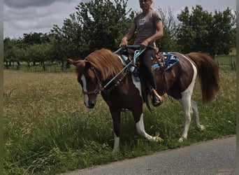 Pinto Horse, Giumenta, 4 Anni, 145 cm, Pezzato