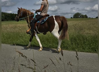 Pinto Horse, Giumenta, 4 Anni, 145 cm, Pezzato