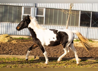 Pinto Horse Mix, Giumenta, 4 Anni, 152 cm, Pezzato