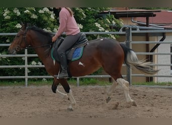 Pinto Horse, Giumenta, 4 Anni, 152 cm, Pezzato