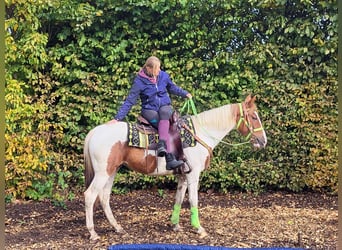 Pinto Horse, Giumenta, 4 Anni, 153 cm, Pezzato
