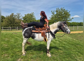 Pinto Horse, Giumenta, 4 Anni, 154 cm