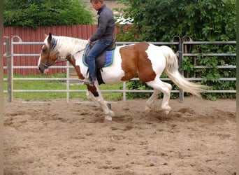 Pinto Horse Mix, Giumenta, 4 Anni, 154 cm, Pezzato