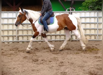 Pinto Horse Mix, Giumenta, 4 Anni, 154 cm, Pezzato