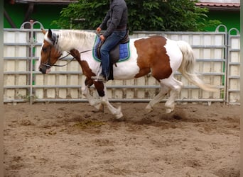 Pinto Horse Mix, Giumenta, 4 Anni, 154 cm, Pezzato