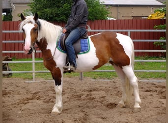 Pinto Horse Mix, Giumenta, 4 Anni, 154 cm, Pezzato