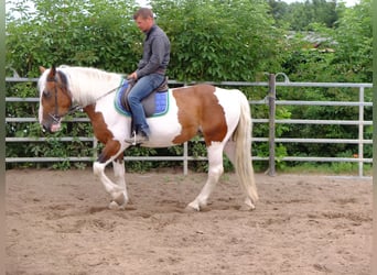 Pinto Horse Mix, Giumenta, 4 Anni, 154 cm, Pezzato