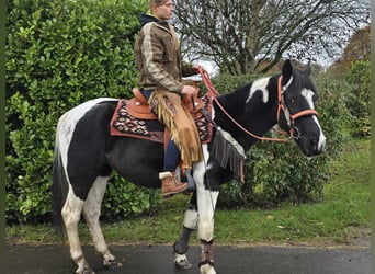 Pinto Horse, Giumenta, 4 Anni, 154 cm, Pezzato