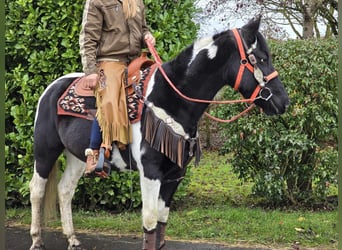 Pinto Horse, Giumenta, 4 Anni, 154 cm, Pezzato