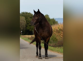 Pinto Horse Mix, Giumenta, 4 Anni, 156 cm, Baio scuro