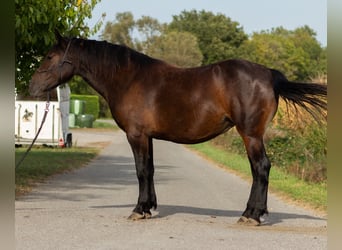 Pinto Horse Mix, Giumenta, 4 Anni, 156 cm, Baio scuro