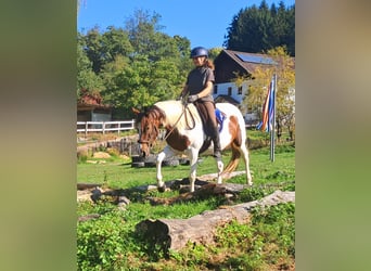 Pinto Horse, Giumenta, 4 Anni, 157 cm, Pezzato