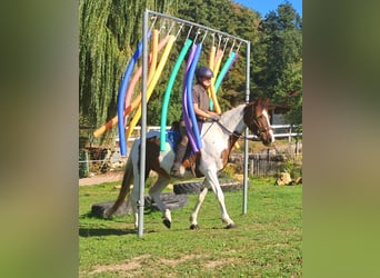 Pinto Horse, Giumenta, 4 Anni, 157 cm, Pezzato