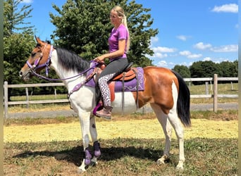 Pinto Horse, Giumenta, 4 Anni, 157 cm, Pezzato