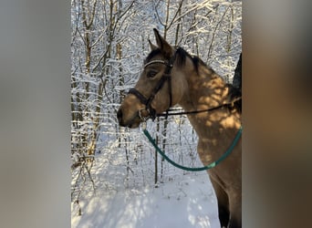 Pinto Horse, Giumenta, 4 Anni, 158 cm