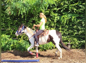 Pinto Horse, Giumenta, 4 Anni, Pezzato