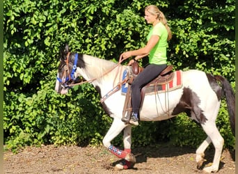 Pinto Horse, Giumenta, 4 Anni, Pezzato