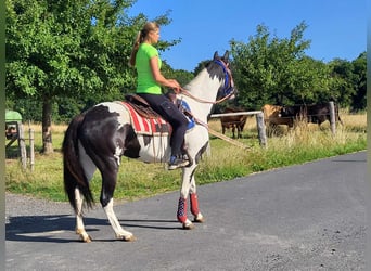 Pinto Horse, Giumenta, 4 Anni, Pezzato