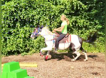 Pinto Horse, Giumenta, 4 Anni, Pezzato