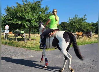 Pinto Horse, Giumenta, 4 Anni, Pezzato