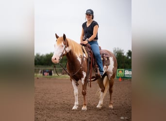 Pinto Horse, Giumenta, 5 Anni, 137 cm, Sauro ciliegia