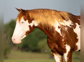 Pinto Horse, Giumenta, 5 Anni, 137 cm, Sauro ciliegia