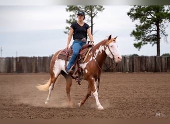 Pinto Horse, Giumenta, 5 Anni, 137 cm, Sauro ciliegia