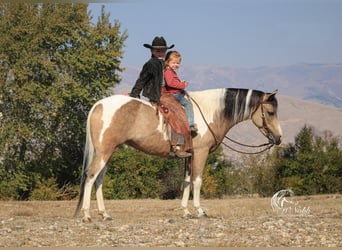 Pinto Horse, Giumenta, 5 Anni, 140 cm, Pelle di daino