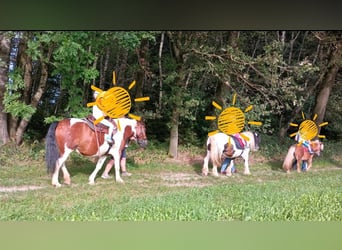 Pinto Horse Mix, Giumenta, 5 Anni, 150 cm, Pezzato