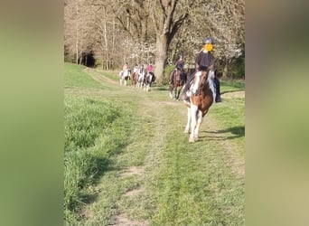 Pinto Horse Mix, Giumenta, 5 Anni, 150 cm, Pezzato