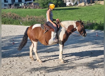 Pinto Horse Mix, Giumenta, 5 Anni, 150 cm, Pezzato