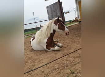 Pinto Horse, Giumenta, 5 Anni, 150 cm, Pezzato