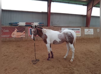Pinto Horse, Giumenta, 5 Anni, 153 cm, Pezzato