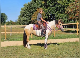 Pinto Horse, Giumenta, 5 Anni, 154 cm, Pezzato