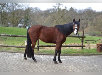 Pinto Horse Mix, Giumenta, 5 Anni, 155 cm, Baio