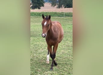 Pinto Horse, Giumenta, 5 Anni, 155 cm, Baio