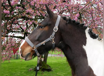 Pinto Horse, Giumenta, 5 Anni, 158 cm