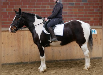 Pinto Horse, Giumenta, 5 Anni, 158 cm