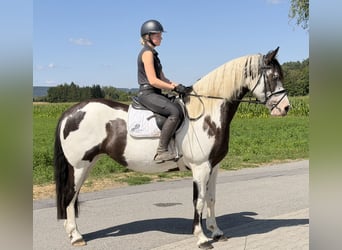Pinto Horse Mix, Giumenta, 5 Anni, Pezzato