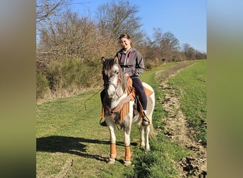 Pinto Horse, Giumenta, 6 Anni, 136 cm, Pezzato