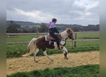 Pinto Horse, Giumenta, 6 Anni, 140 cm, Pezzato