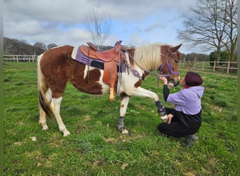 Pinto Horse, Giumenta, 6 Anni, 140 cm, Pezzato