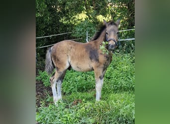 Pinto Horse Mix, Giumenta, 6 Anni, 145 cm, Grullo