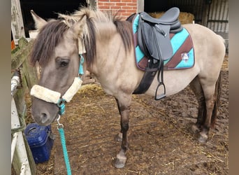 Pinto Horse Mix, Giumenta, 6 Anni, 145 cm, Grullo