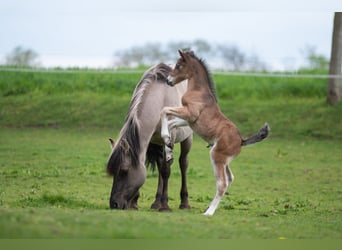 Pinto Horse Mix, Giumenta, 6 Anni, 145 cm, Grullo