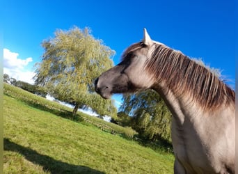 Pinto Horse Mix, Giumenta, 6 Anni, 145 cm, Grullo