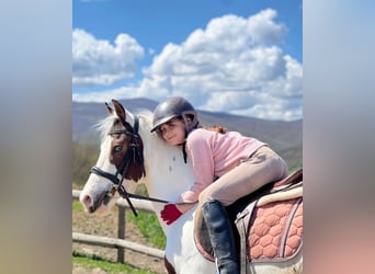 Pinto Horse, Giumenta, 6 Anni, 145 cm, Pezzato