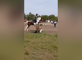 Pinto Horse, Giumenta, 6 Anni, 147 cm